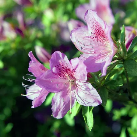 Primavera